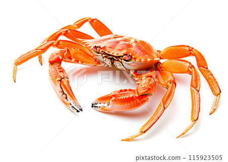 Snow Crab isolated on white background Snow Crab isolated on white background 115923505