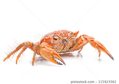 Horsehair Crab isolated on white background Horsehair Crab isolated on white background 115923562