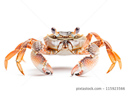 Fiddler Crab isolated on white background 115923566