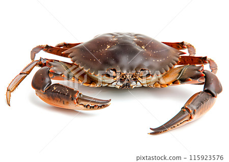 Mud Crab isolated on white background Mud Crab isolated on white background 115923576