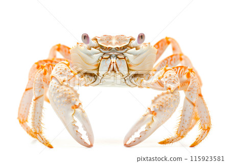 Ghost Crab isolated on white background Ghost Crab isolated on white background 115923581