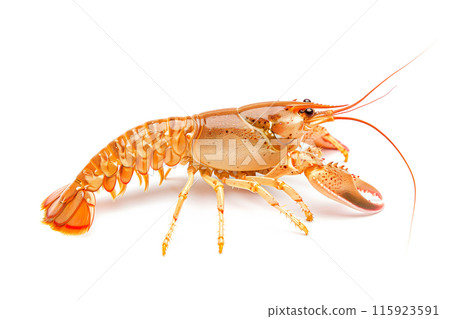 White River crayfish or crab isolated on white background with clipping path White River crayfish or crab isolated on white background with clipping path 115923591