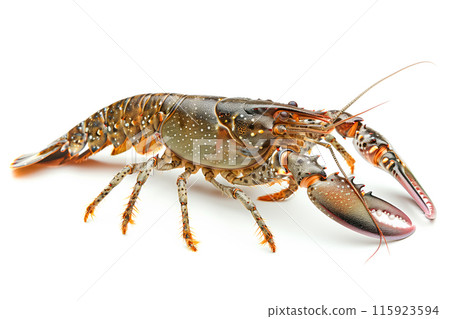 Signal crayfish or crab isolated on white background with clipping path 115923594