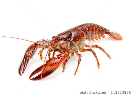 Red Swamp crayfish or crab isolated on white background with clipping path 115923596