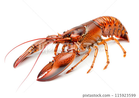 Rusty Crayfish or crab isolated on white background with clipping path 115923599