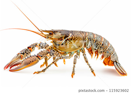 Marbled Crayfish or crab isolated on white background with clipping path Marbled Crayfish or crab isolated on white background with clipping path 115923602