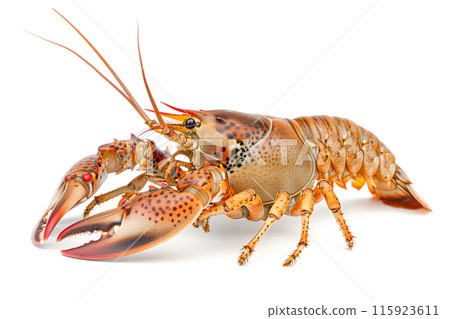 Bearded Hinch Crayfish or crab isolated on white background with clipping path 115923611