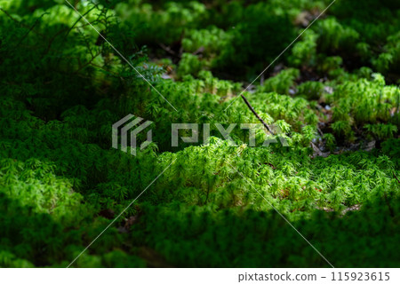 用微距鏡頭拍攝蓬鬆的苔蘚 用微距鏡頭拍攝蓬鬆的苔蘚 115923615