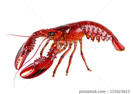 Red Swamp crayfish or crab isolated on white background with clipping path 115923623