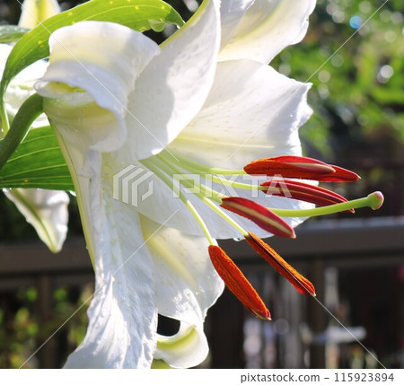 Casablanca: Beautiful white flowers blooming in early summer 115923894