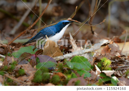 A beautiful little blue bird that can be seen in early summer in Karuizawa and Kamikochi, the cute blue-and-white flycatcher 115924168