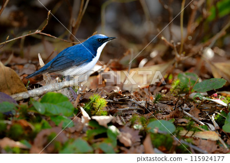 A beautiful little blue bird that can be seen in early summer in Karuizawa and Kamikochi, the cute blue-and-white flycatcher 115924177