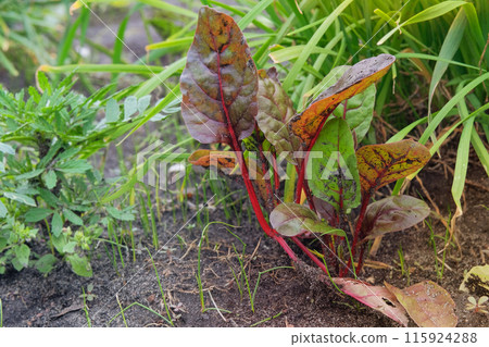 Beet growing in greenhouse. Leaf of beetroot in farming and harvesting. Growing vegetables. Cottage garden. Beet growing in greenhouse. Leaf of beetroot in farming and harvesting. Growing vegetables. Cottage garden. 115924288