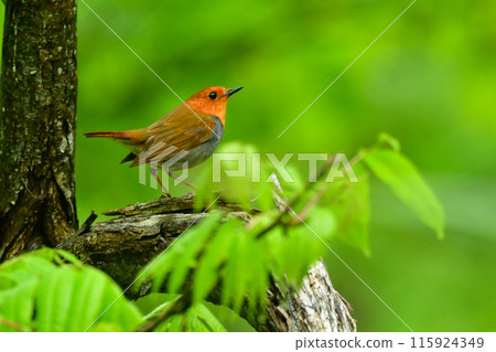 The robin is a cute little orange bird that can be seen in early summer in Kamikochi and Yatsugatake, and is only found in Japan. 115924349
