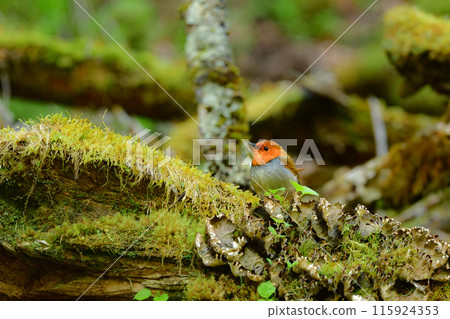 初夏時節在上高地和八岳可以看到的可愛的橙色小鳥,以及只有在日本才能看到的知更鳥。 初夏時節在上高地和八岳可以看到的可愛的橙色小鳥,以及只有在日本才能看到的知更鳥。 115924353