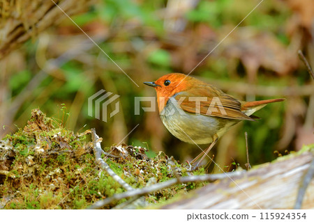 初夏時節在上高地和八岳可以看到的可愛的橙色小鳥，以及只有在日本才能看到的知更鳥。 115924354