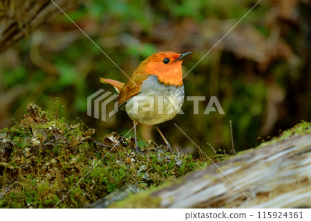 The robin is a cute little orange bird that can be seen in early summer in Kamikochi and Yatsugatake, and is only found in Japan. The robin is a cute little orange bird that can be seen in early summer in Kamikochi and Yatsugatake, and is only found in Japan. 115924361