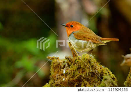 初夏時節在上高地和八岳可以看到的可愛的橙色小鳥，以及只有在日本才能看到的知更鳥。 115924363