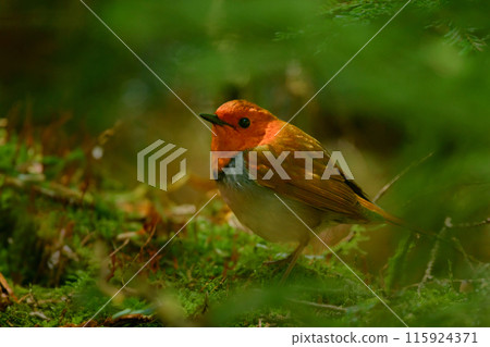 The robin is a cute little orange bird that can be seen in early summer in Kamikochi and Yatsugatake, and is only found in Japan. The robin is a cute little orange bird that can be seen in early summer in Kamikochi and Yatsugatake, and is only found in Japan. 115924371