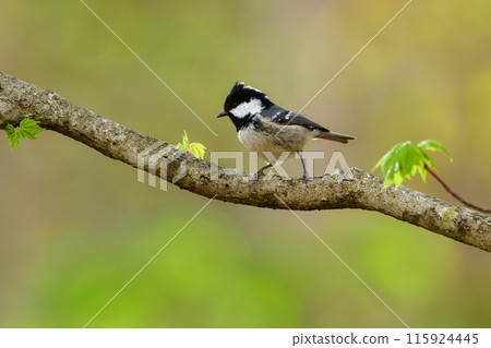 在八岳和上高地的亞高山針葉林中可以看到一種迷人可愛的小鳥。 115924445