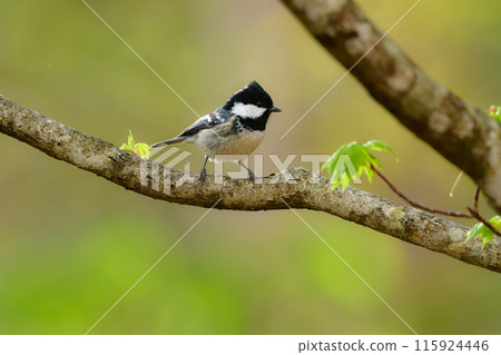 在八岳和上高地的亞高山針葉林中可以看到一種迷人可愛的小鳥。 在八岳和上高地的亞高山針葉林中可以看到一種迷人可愛的小鳥。 115924446