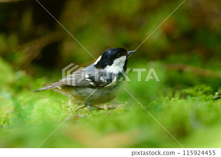 The Coal Tit is a cute and charming little bird that can be found in the subalpine coniferous forests of the Yatsugatake and Kamikochi mountains. 115924455