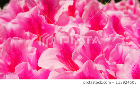 pink azalea flower landscape 115924505