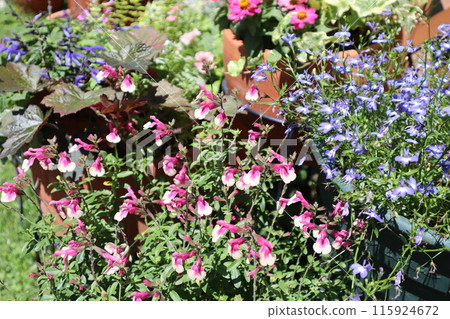 Cute pink salvia flowers and pot Cute pink salvia flowers and pot 115924672