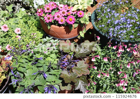 Summer flower arrangements and pots Summer flower arrangements and pots 115924676