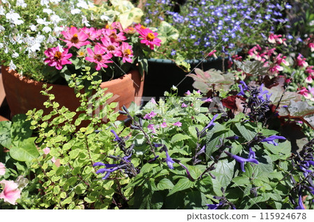 Summer flower arrangements and pots Summer flower arrangements and pots 115924678