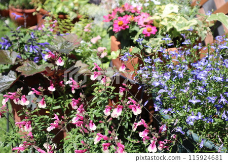 Summer flower arrangements and pots Summer flower arrangements and pots 115924681