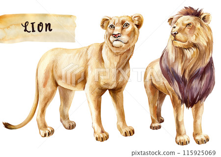 Realistic lion on isolated background. Hand-drawn watercolor. Wild African animal wildlife poster, invitation. Zoo park Realistic lion on isolated background. Hand-drawn watercolor. Wild African animal wildlife poster, invitation. Zoo park 115925069