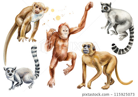 Monkeys animals set realistic watercolor painting Jungle wild animal Isolated on background, Adorable animal zoo clipart 115925073