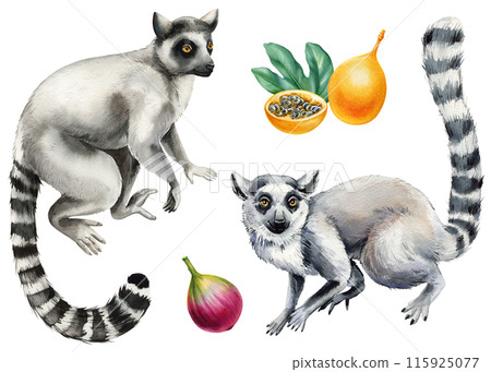 lemurs and fruits set watercolor animal, Madagascar lemur, fig, passion fruit illustration on isolated background design 115925077