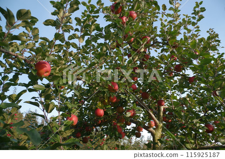 Apple picking in Tokachi, Hokkaido Memuro-cho and Shimizu-cho 2 115925187