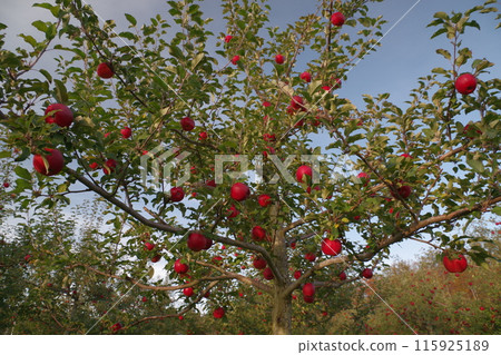 北海道十勝市 目室町/清水町 4 採蘋果 北海道十勝市 目室町/清水町 4 採蘋果 115925189