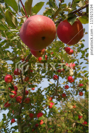 Apple picking in Tokachi, Hokkaido Memurocho and Shimizucho 9 115925194
