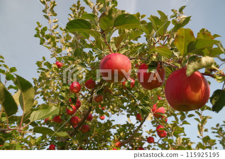 Apple picking in Tokachi, Hokkaido Memuro-cho and Shimizu-cho 10 115925195