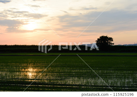 Rice fields dyed in the sunset in Hokkaido 115925196