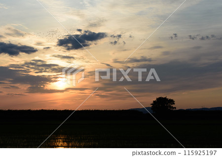 Rice fields dyed in the sunset in Hokkaido Rice fields dyed in the sunset in Hokkaido 115925197