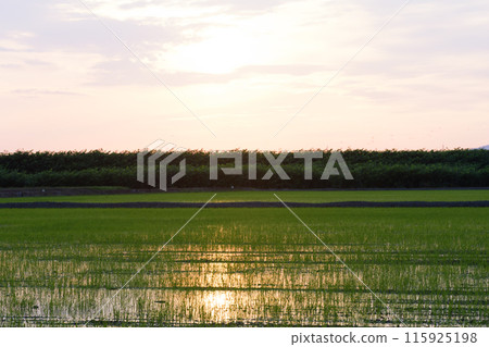 Rice fields dyed in the sunset in Hokkaido 115925198