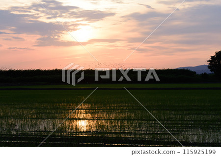 Rice fields dyed in the sunset in Hokkaido 115925199