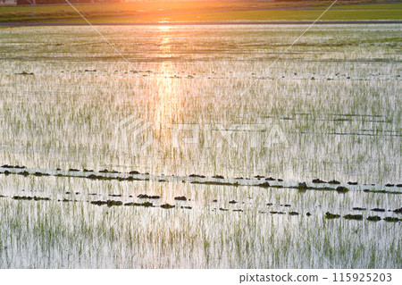 沐浴在夕陽下的北海道稻田 沐浴在夕陽下的北海道稻田 115925203