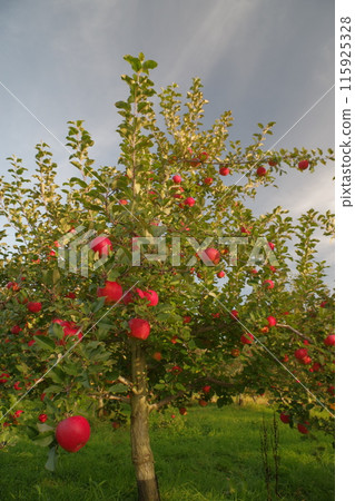 北海道十勝市摘蘋果 目室町/清水町 11 115925328