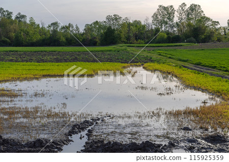 Flooded Agriculture Field 115925359