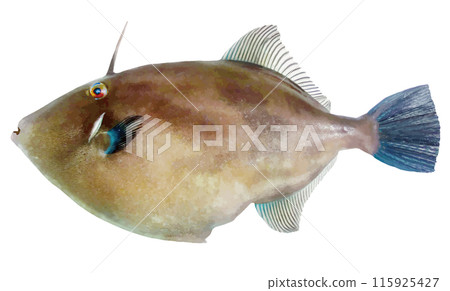 Sea fish, black tuna fish (realistic touch, retouched cut-out illustration) 115925427