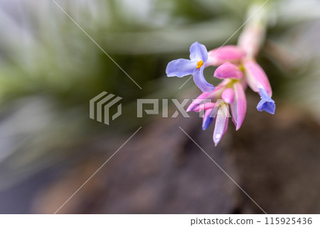 貝爾格利花 貝爾格利花 115925436