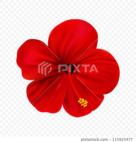 Red hibiscus flower, marvellous hawaii rose with bright petals isolated on transprent backgtound. Realistic style high quality design element. 115925477