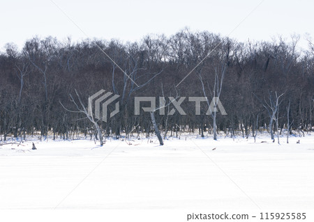 Winter scenery of Notsuke Peninsula 115925585