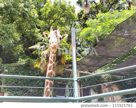 從正面看溫柔的長頸鹿臉 115925761